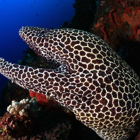 Benthos Bali Dive Resort Candi Dasa  Exterior photo