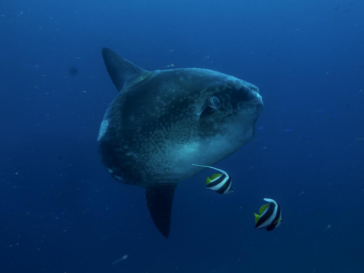 Benthos Bali Dive Resort Candi Dasa  Exterior photo